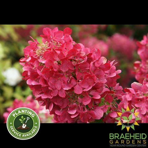 Diamond Rouge® Hydrangea