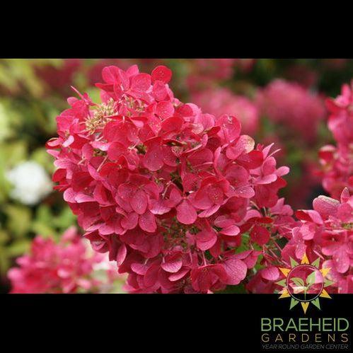 Diamond Rouge® Hydrangea