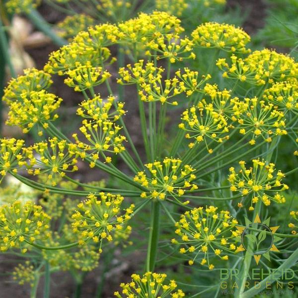 Dill