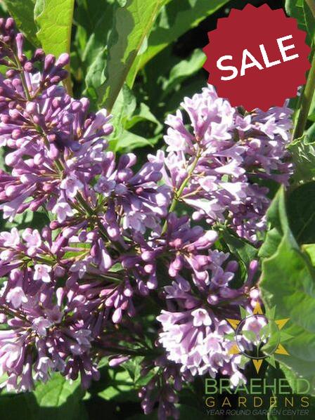 Donald Wyman Lilac