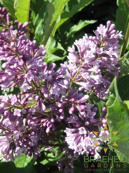 Donald Wyman Lilac