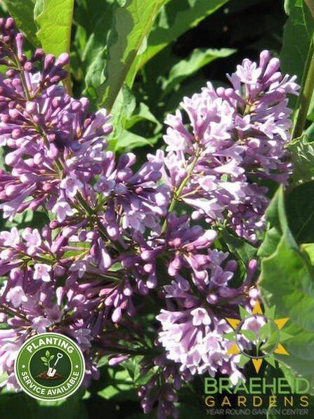 Donald Wyman Lilac