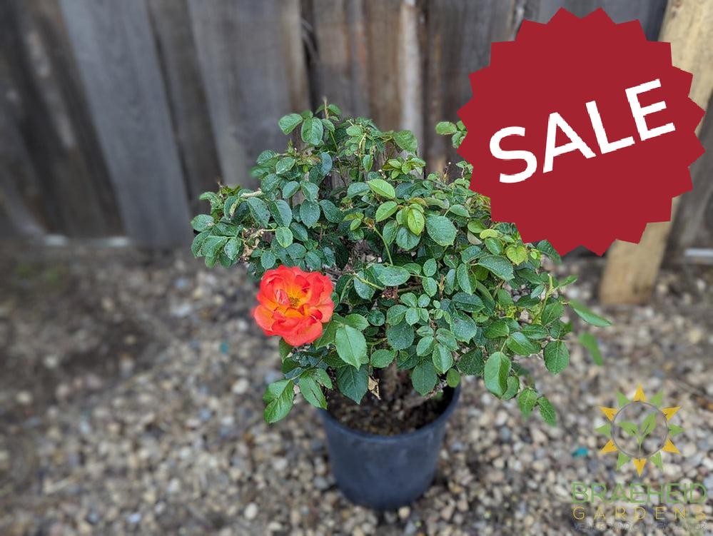 Double Down Orange Rose