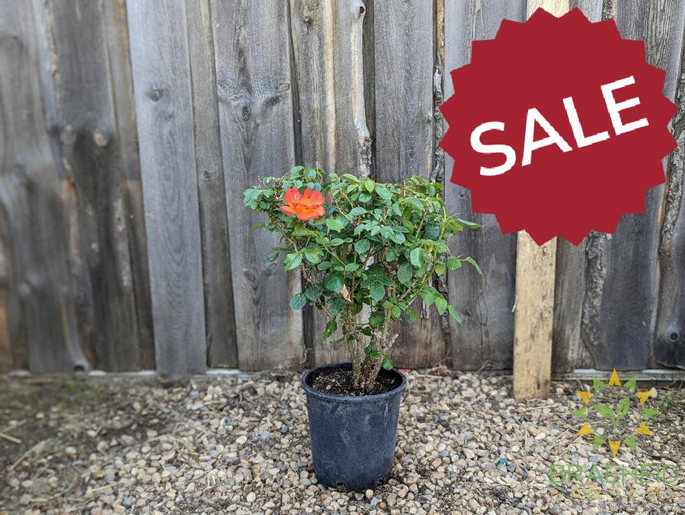 Double Down Orange Rose