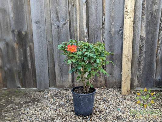 Double Down Orange Rose