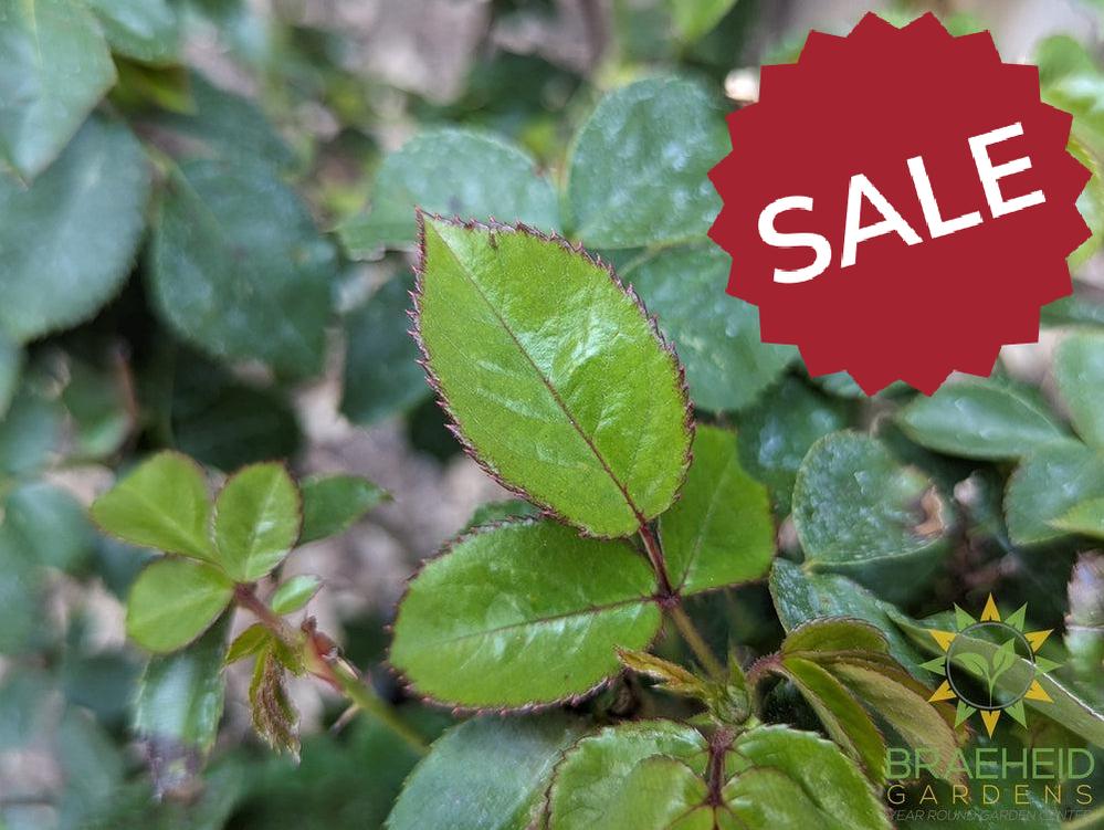 Double Down Orange Rose