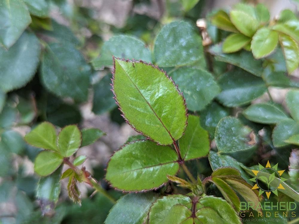 Double Down Orange Rose