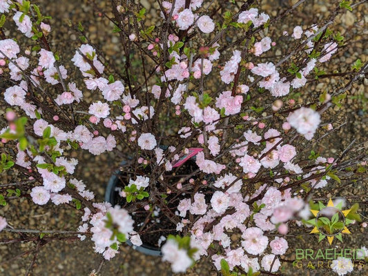 Buy double flowering plum in Grande prairie