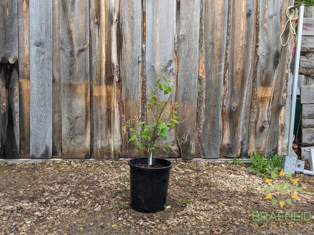Dbl flowering plum shrub in Grande prairie alberta