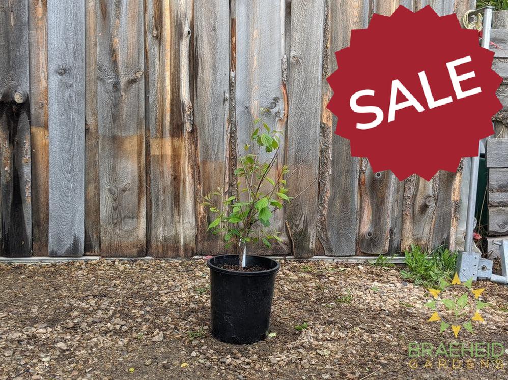 Dbl flowering plum shrub in Grande prairie alberta