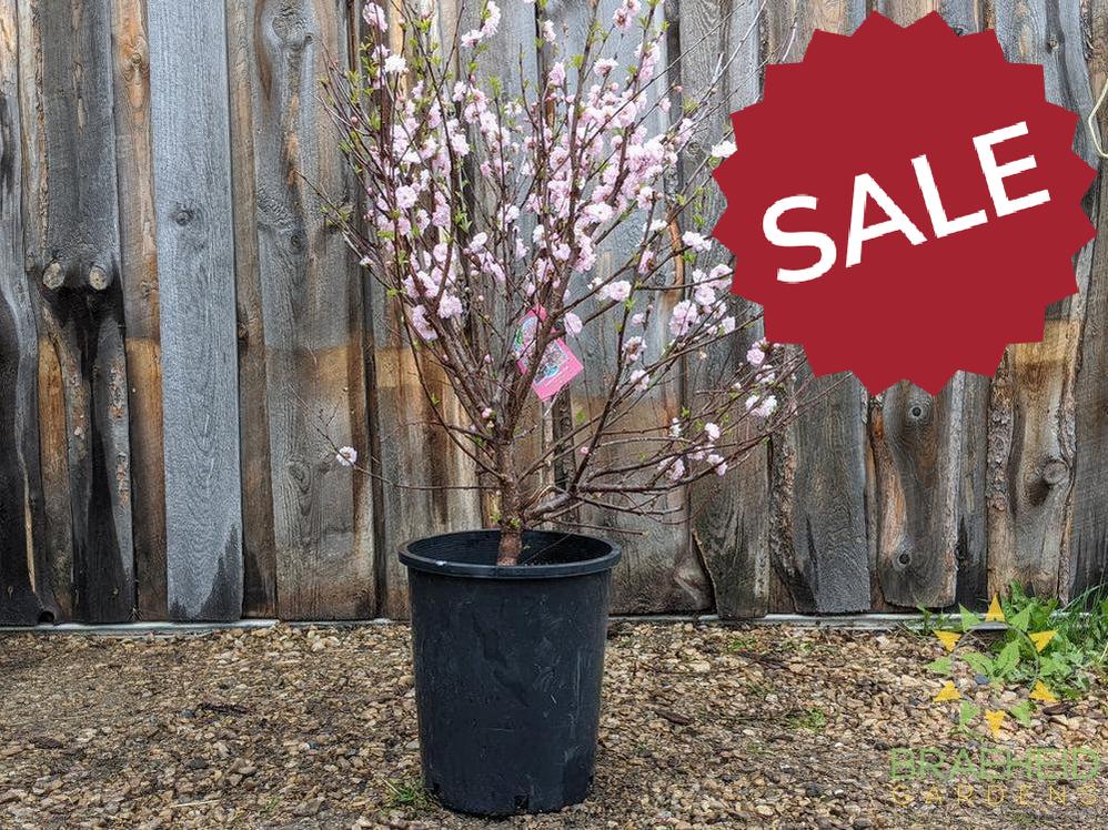 Buy ornamental plum tree in alberta
