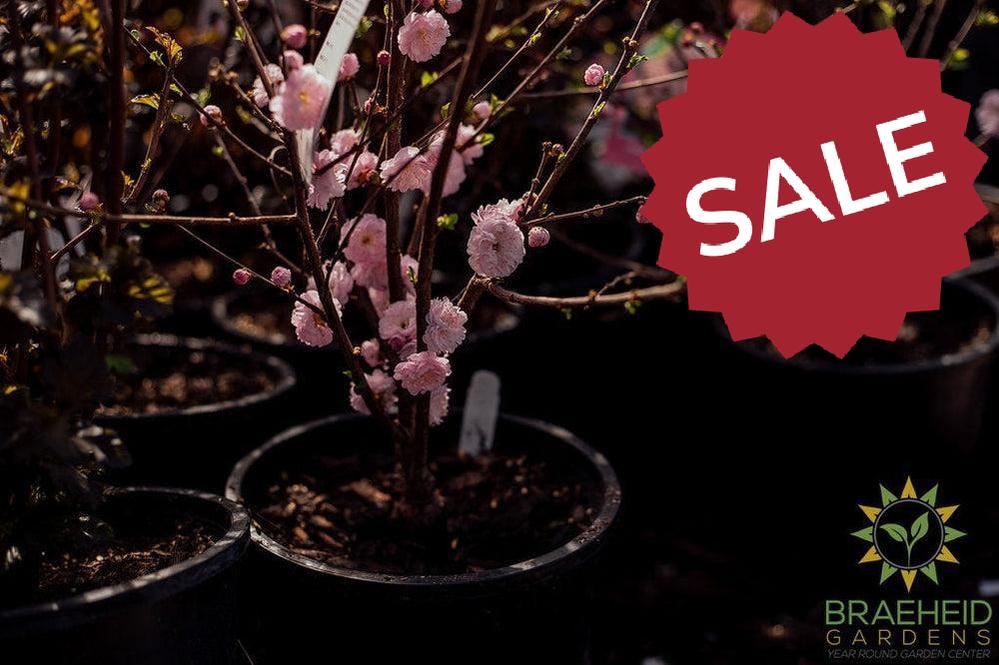 Blooms on double flowering plum Grande Prairie alberta