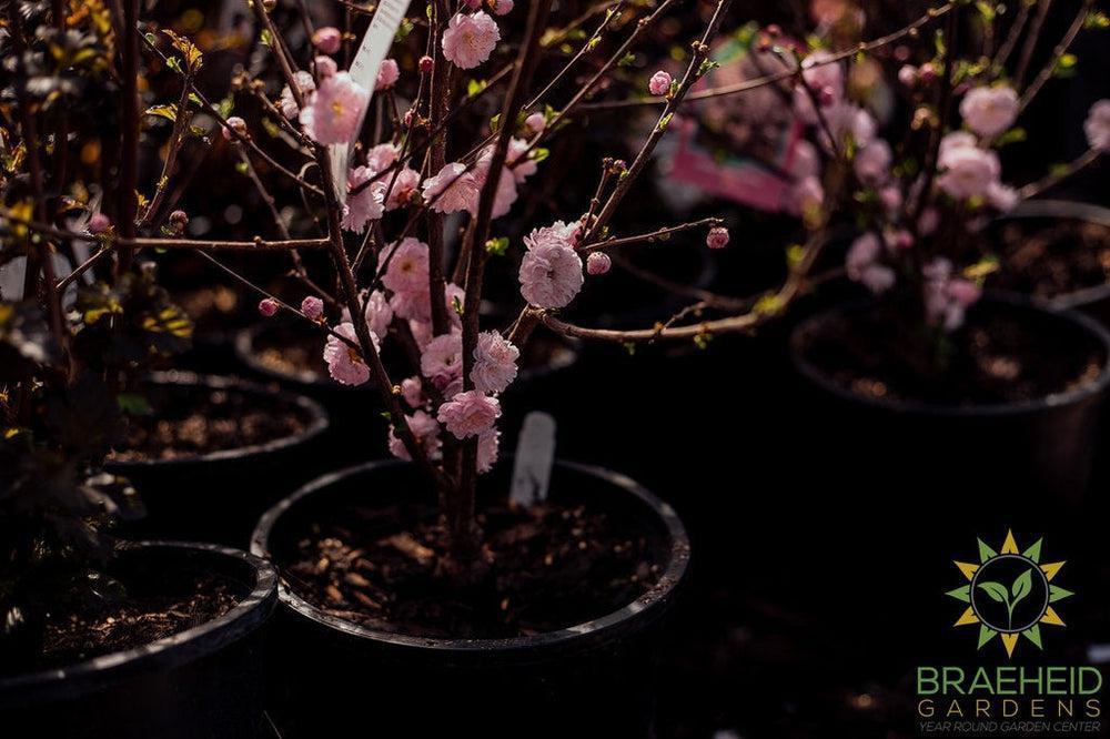Blooms on double flowering plum Grande Prairie alberta