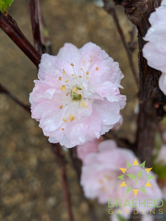 Double flowering plum Grande Prairie Alberta 