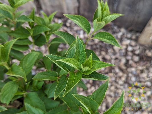 Dragon Baby™ Hydrangea
