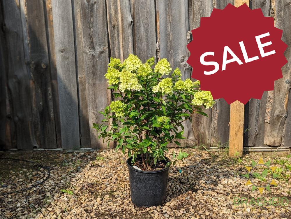 Dragon Baby™ Hydrangea
