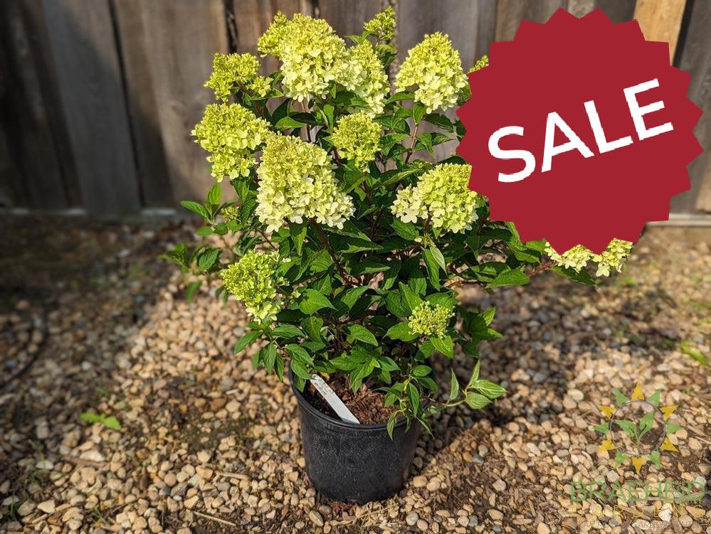 Dragon Baby™ Hydrangea