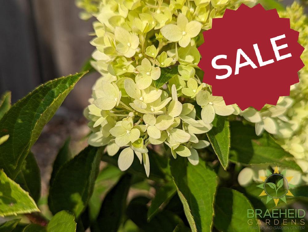 Dragon Baby™ Hydrangea