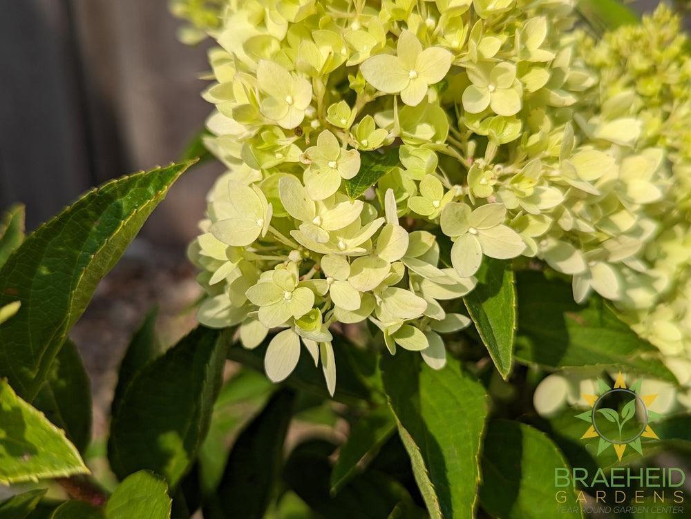 Dragon Baby™ Hydrangea