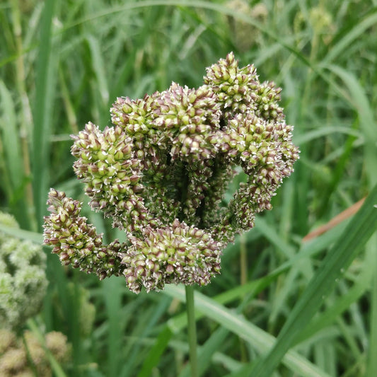 Dragon's Claw Millet