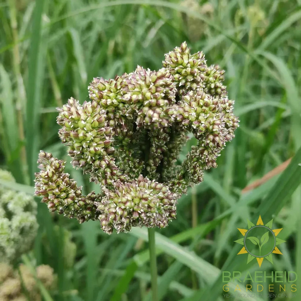 Dragon's Claw Millet