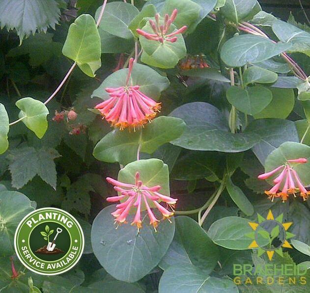 Dropmore Scarlet Honeysuckle
