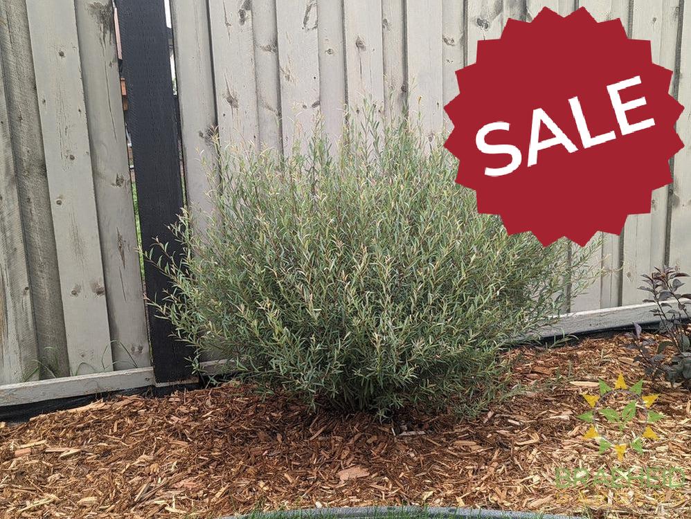 Dwarf Blue Arctic Willow