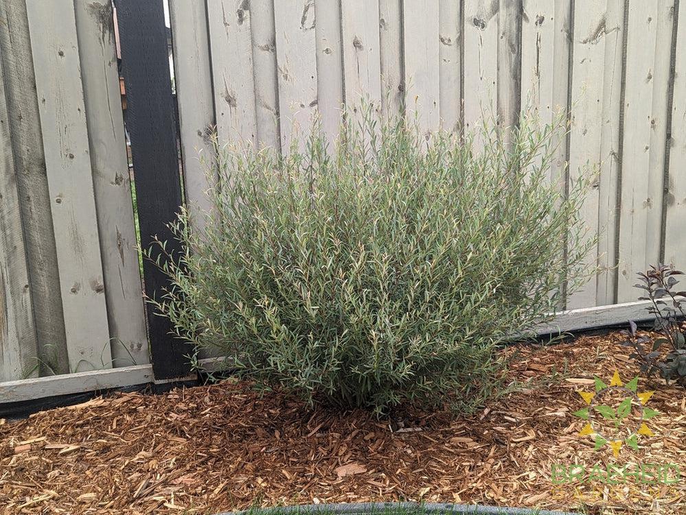 Dwarf Blue Arctic Willow