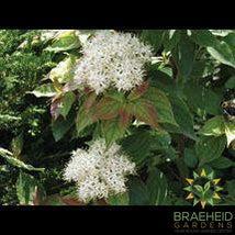 Dwarf Crimson Dogwood