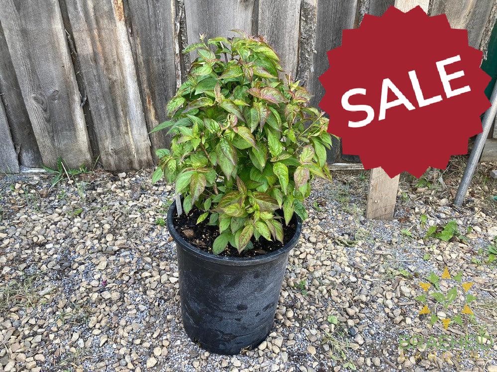 Dwarf Crimson Dogwood