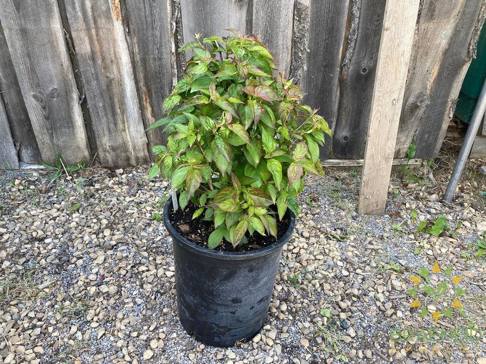 Dwarf Crimson Dogwood
