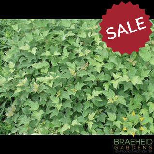 Dwarf European Cranberry