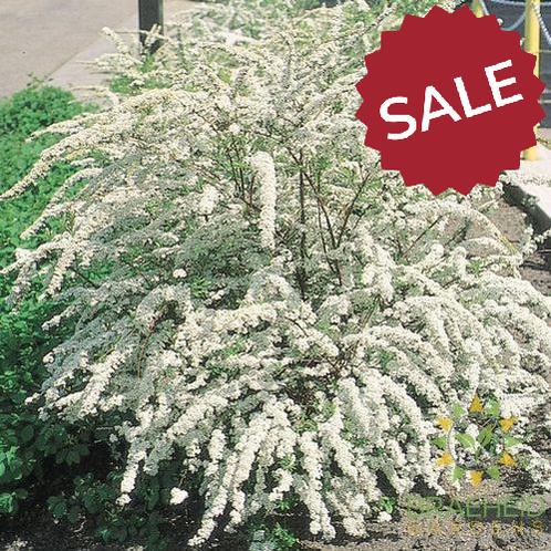 Dwarf Garland Spirea
