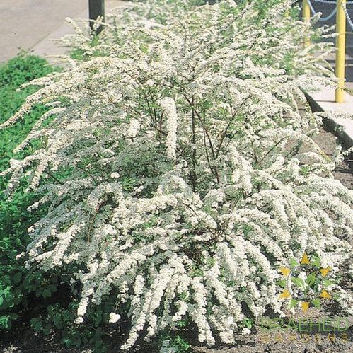 Dwarf Garland Spirea