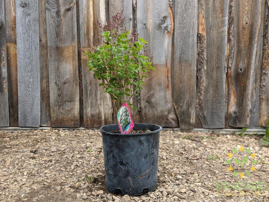 Dwarf Korean Lilac