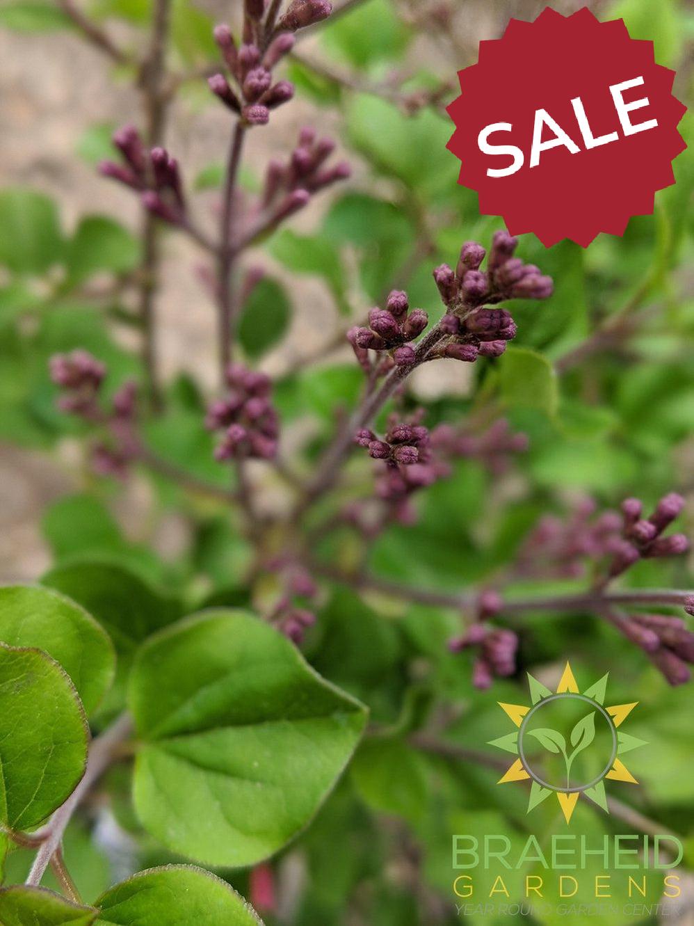 Dwarf Korean Lilac