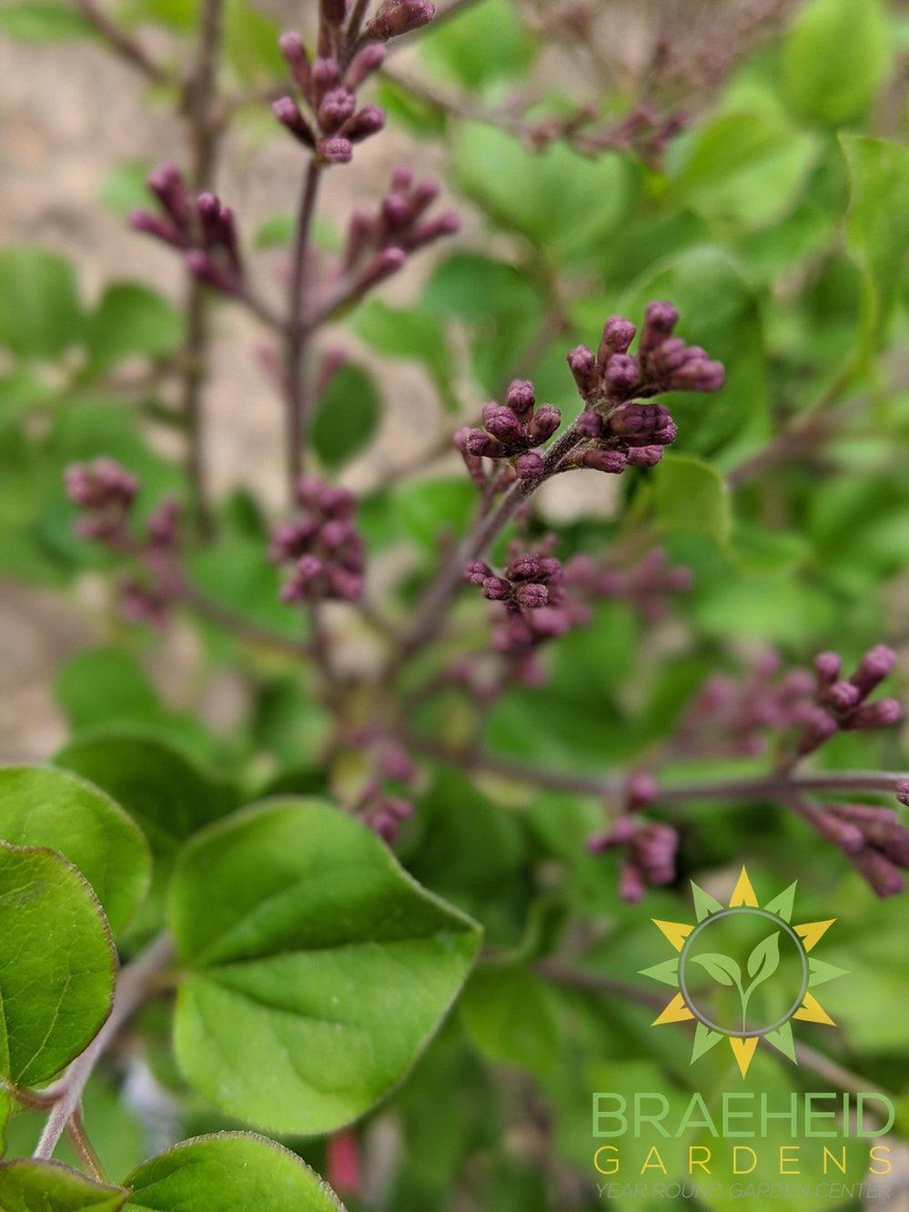 Dwarf Korean Lilac