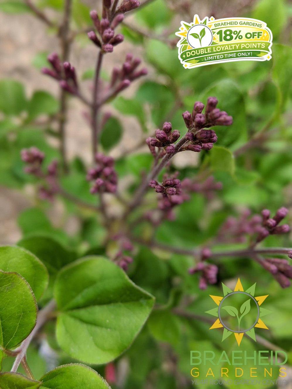 Dwarf Korean Lilac