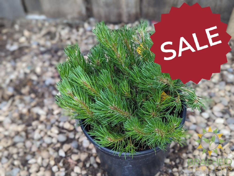 Dwarf Mugo Pine