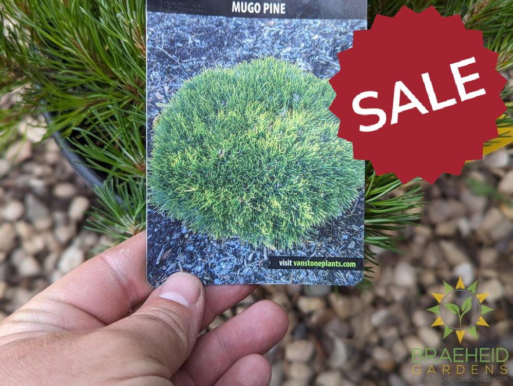 Dwarf Mugo Pine