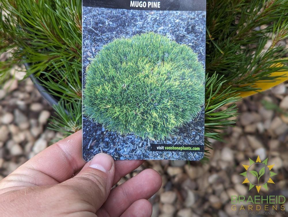 Dwarf Mugo Pine