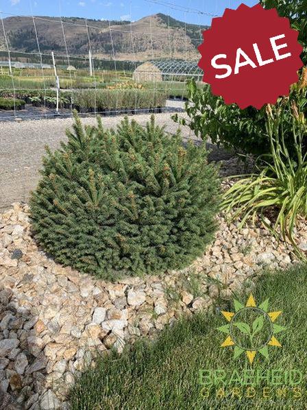 Dwarf Norway Spruce