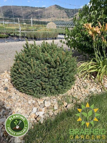 Dwarf Norway Spruce