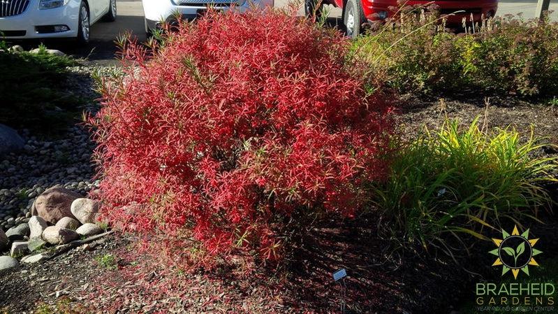 Dwarf Turkestan Burning Bush