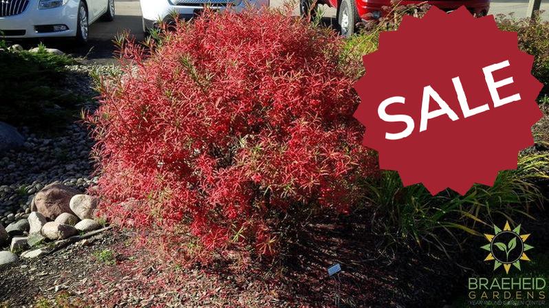 Dwarf Turkestan Burning Bush