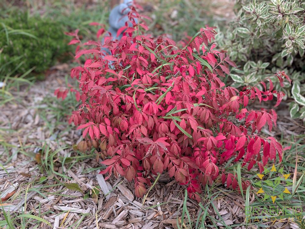Dwarf Winged Burning Bush