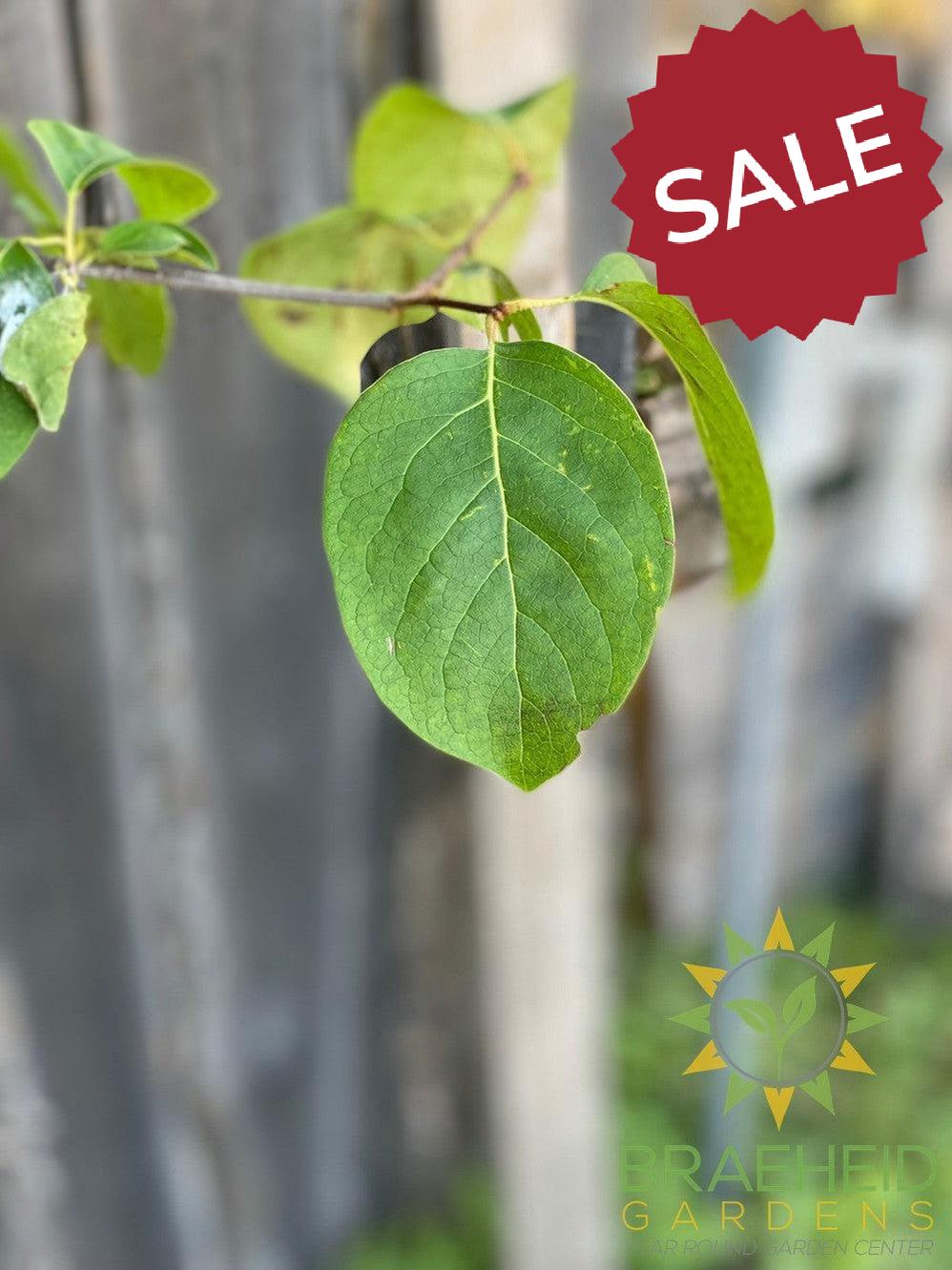Japanese Tree Lilac- Tree for sale, Grown in Grande Prairie -Braeheid Gardens Ltd. on Emerson Trail