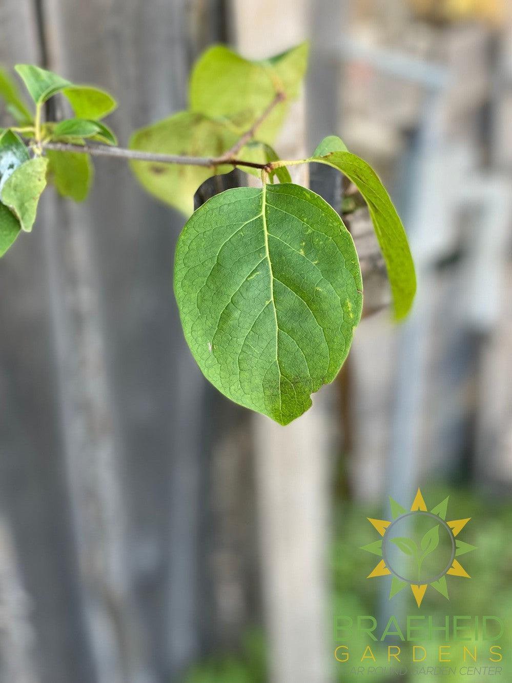 Japanese Tree Lilac- Tree for sale, Grown in Grande Prairie -Braeheid Gardens Ltd. on Emerson Trail
