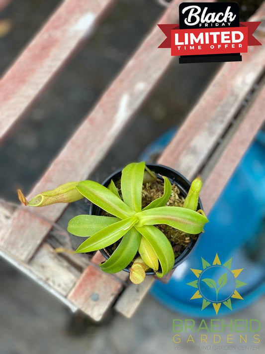Tropical Pitcher Plant - Nepenthes Sanguinea