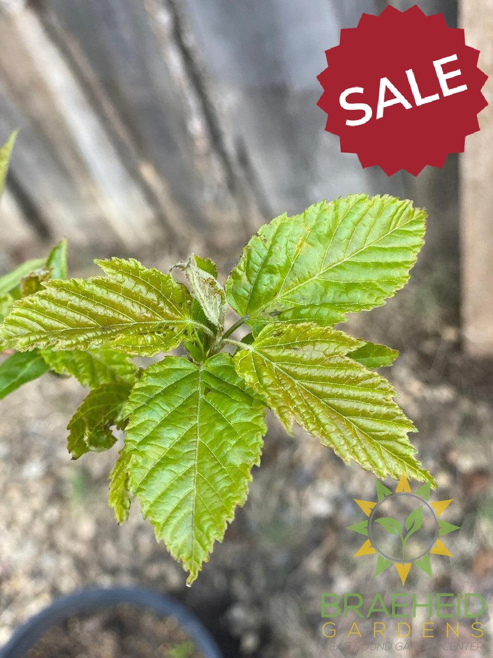 Ruby Slippers Amur Maple- Tree for sale, Grown in Grande Prairie -Braeheid Gardens Ltd. on Emerson Trail